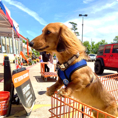 A brown dachshund sitting in an orange shopping cart, wearing a blue Gooby harness, set in an outdoor parking lot.