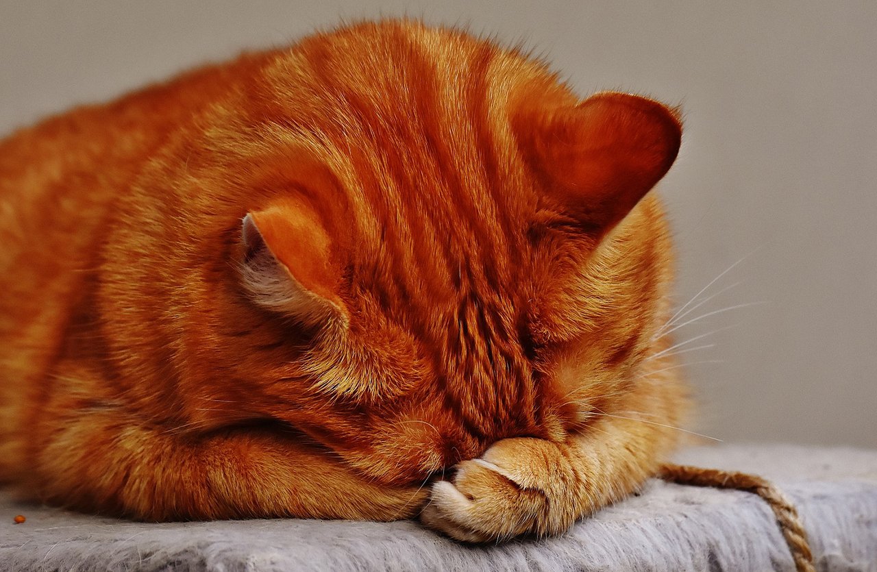 An orange cat covering its face with its paws, resting on a gray surface, symbolizing the need for effective odor control in a pet-friendly home