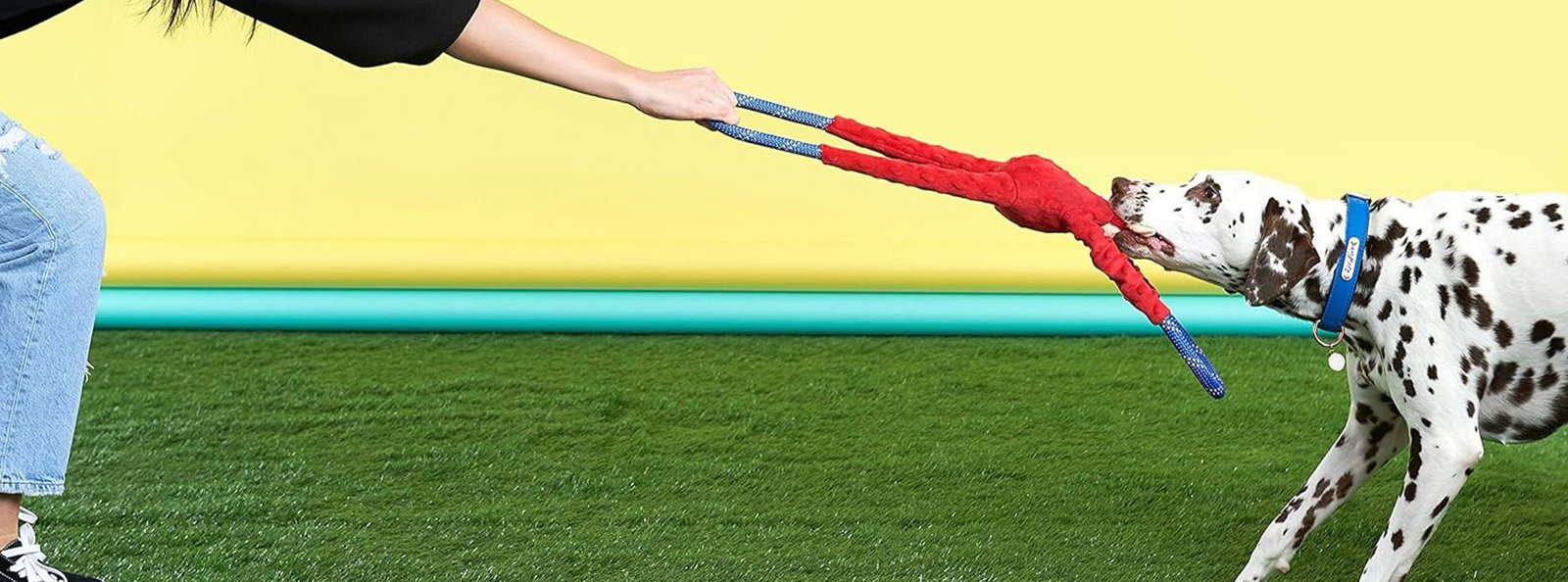 Dalmatian dog playing tug-of-war with a human over a red toy on green artificial turf