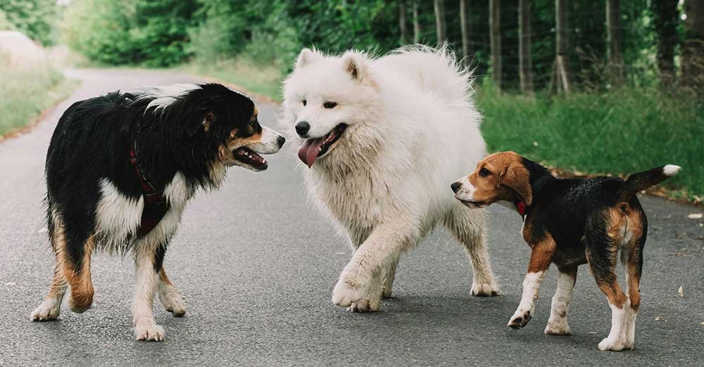 Three dogs of different breeds on a road surrounded by greenery. The leftmost dog is a black and brown Australian Shepherd with its mouth open, facing a fluffy white Samoyed in the center that appears to be smiling. On the right, a brown and white Beagle looks on. The scene suggests a friendly encounter among the dogs during a walk