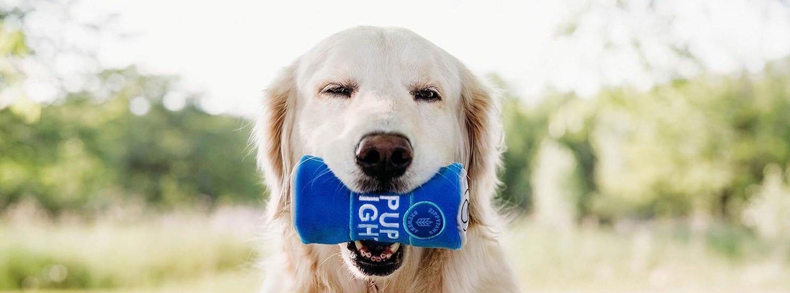 Golden Retriever holding a Squeakie Can Pup Light in its mouth, ready for the next outing in Lebanon