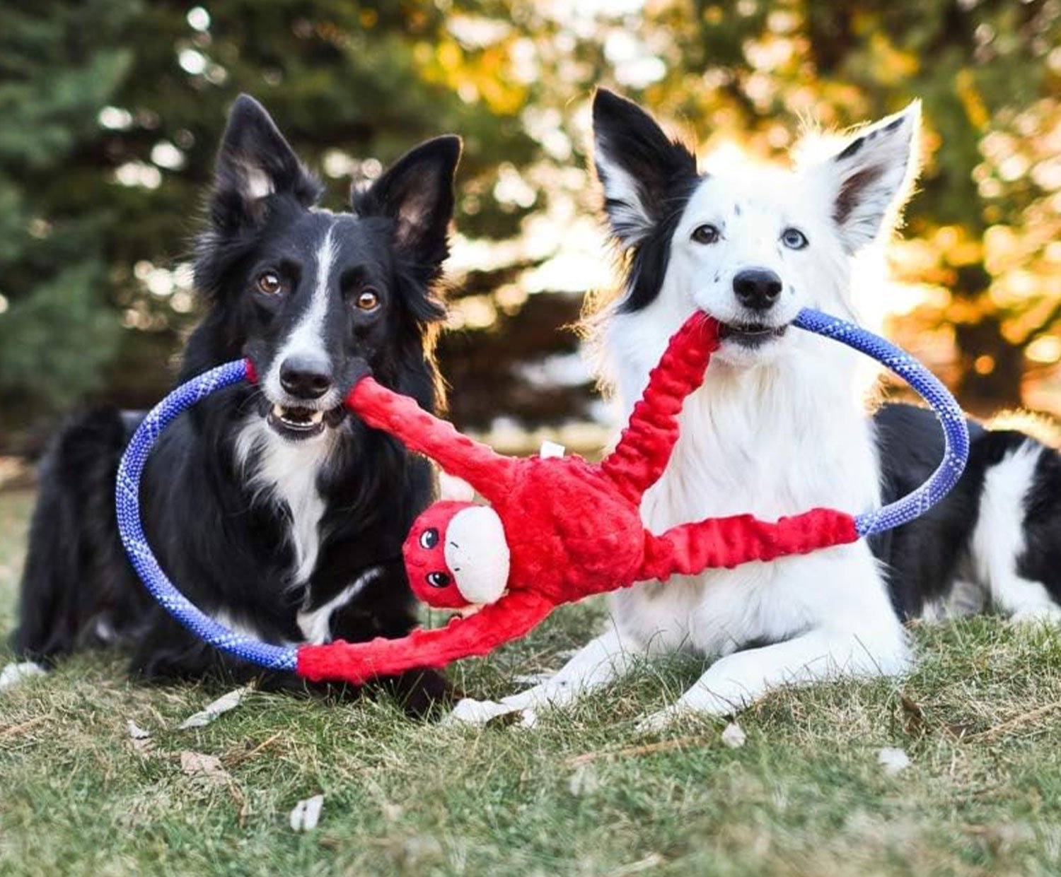 Two dogs, one black and one white, playing tug-of-war with a red plush toy with blue rope in an outdoor setting