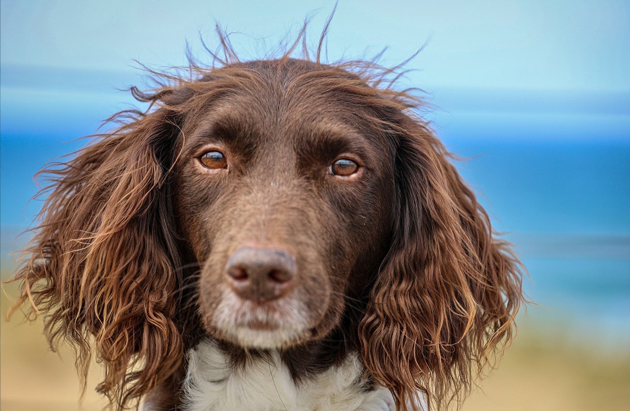 Close-up of a pet’s head from behind, showcasing shiny, tangle-free fur after using Pets Republic Tangle Remover spray.”