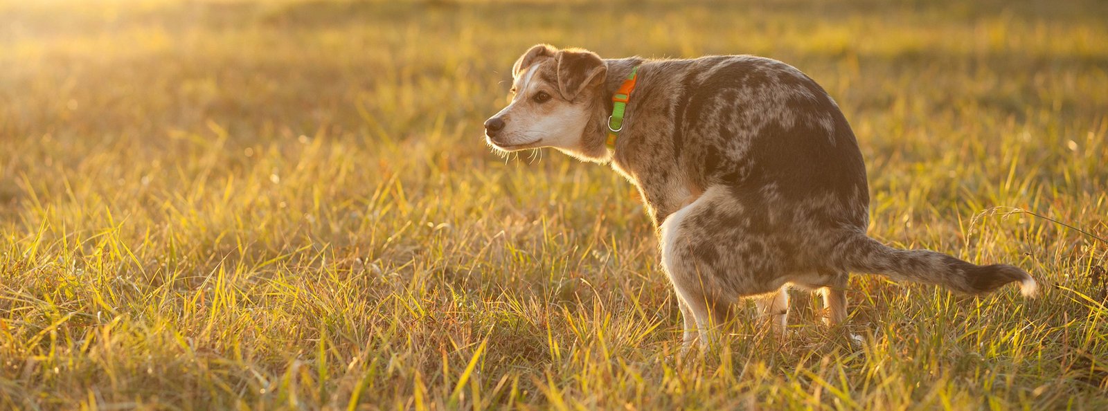 A young puppy mid-squat in a sunlit field, poised to pee, illustrating the need for an effective housebreaking spray.