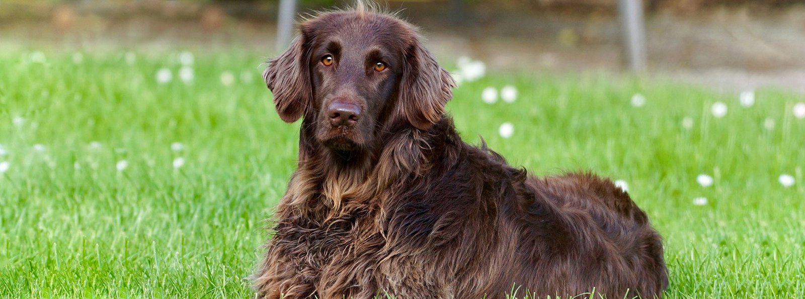 A serene brown dog with long, silky fur sitting on a grassy lawn dotted with white flowers, embodying the effectiveness of our Tangle Remover Spray