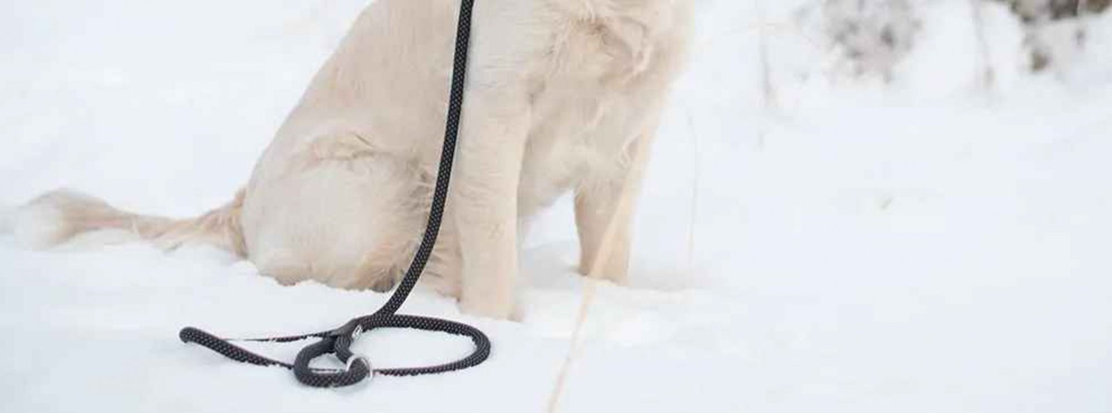 A cream-colored dog sitting on fresh snow with a stylish black leash draped over its back, embodying the perfect blend of style and comfort for pet accessories.