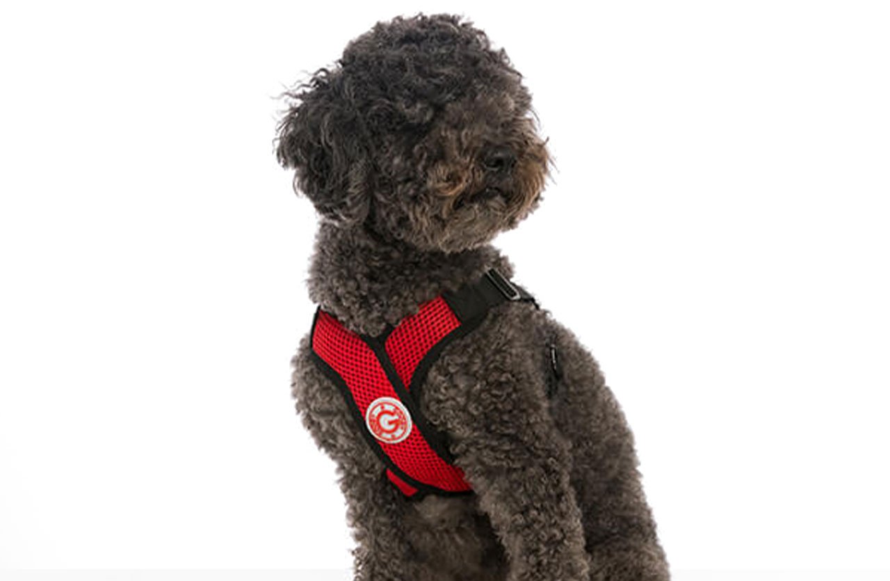 A dog wearing the Comfort X Step-In Harness, showcasing its secure and comfortable design against a white background.