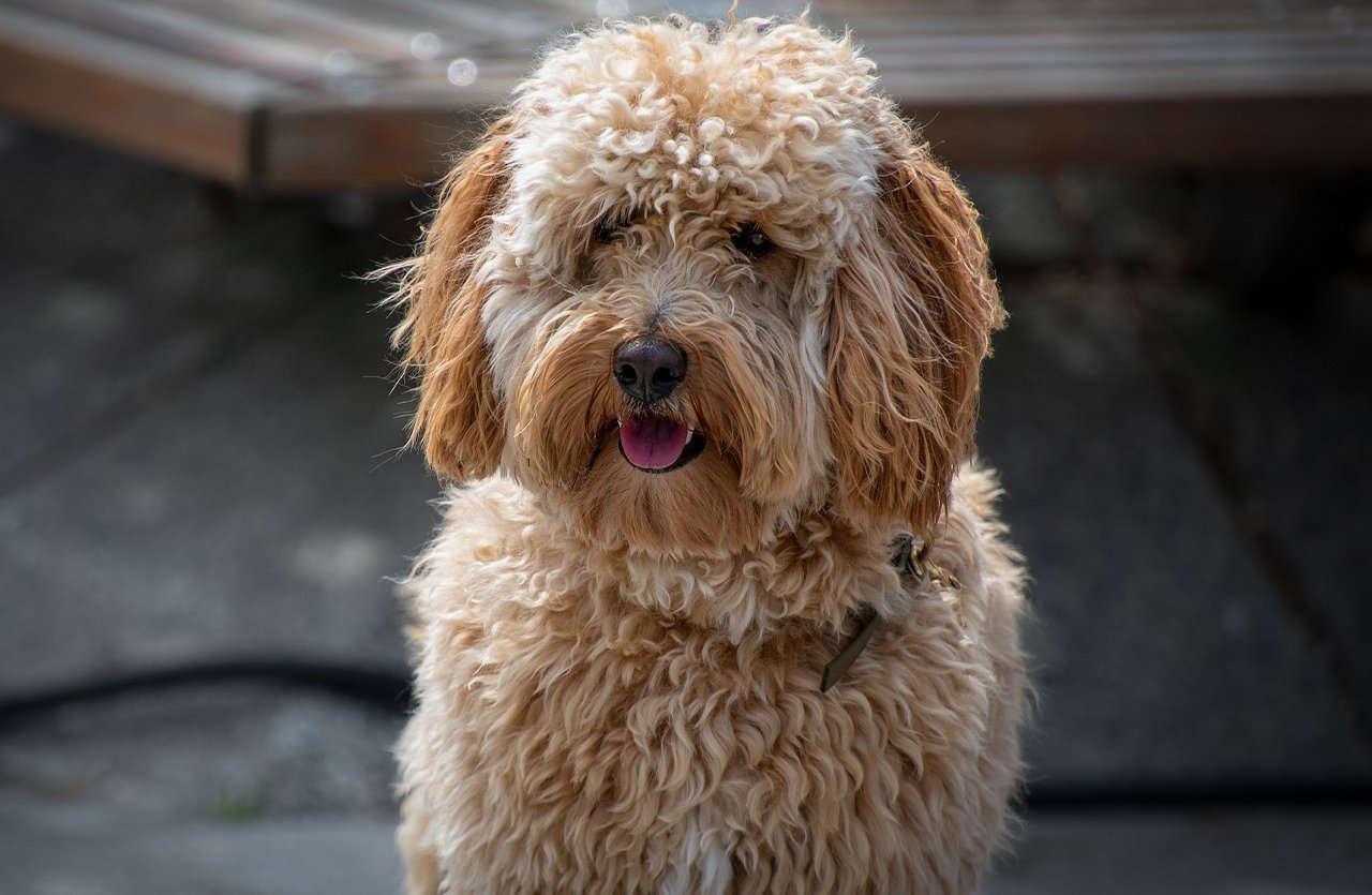 A happy, curly-coated dog sitting outdoors, embodying the ideal results of using Pets Republic Curly Coat Tearless Shampoo 250ml La Dolce Vita.