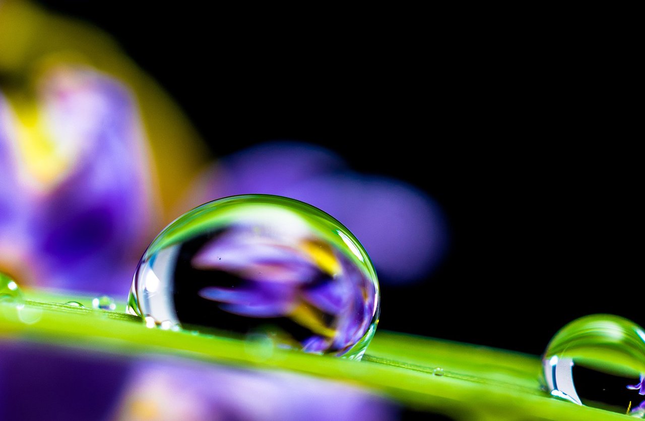 Delicate water droplets cling to a vibrant green leaf, while a blurred purple flower adds a touch of natural luxury. Our premium pet perfume captures this essence—pure, refreshing, and elegant.