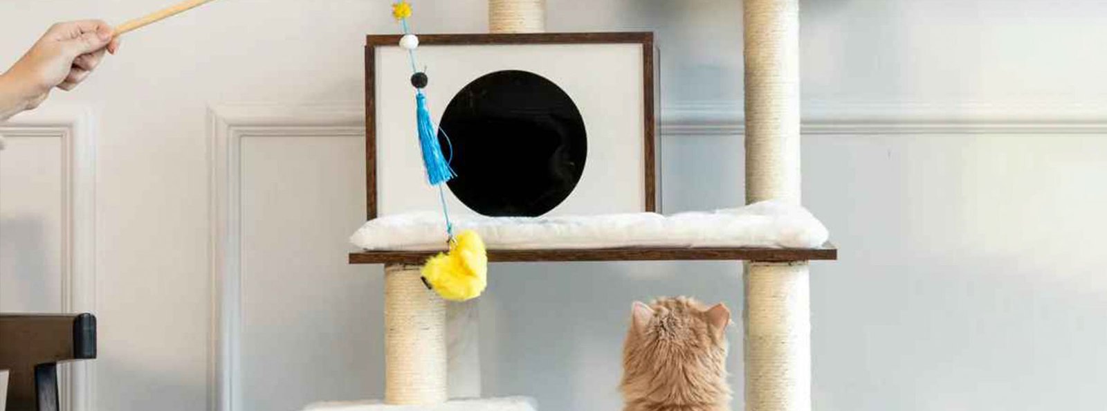 A fluffy ginger cat intently gazes at a toy bird dangling from a string, poised on a cat tree ready to leap.