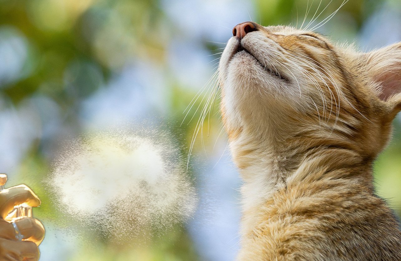 A light orange tabby cat enjoys a gentle puff of pet coat freshener, symbolizing the product’s ability to freshen and fluff up a pet’s fur.