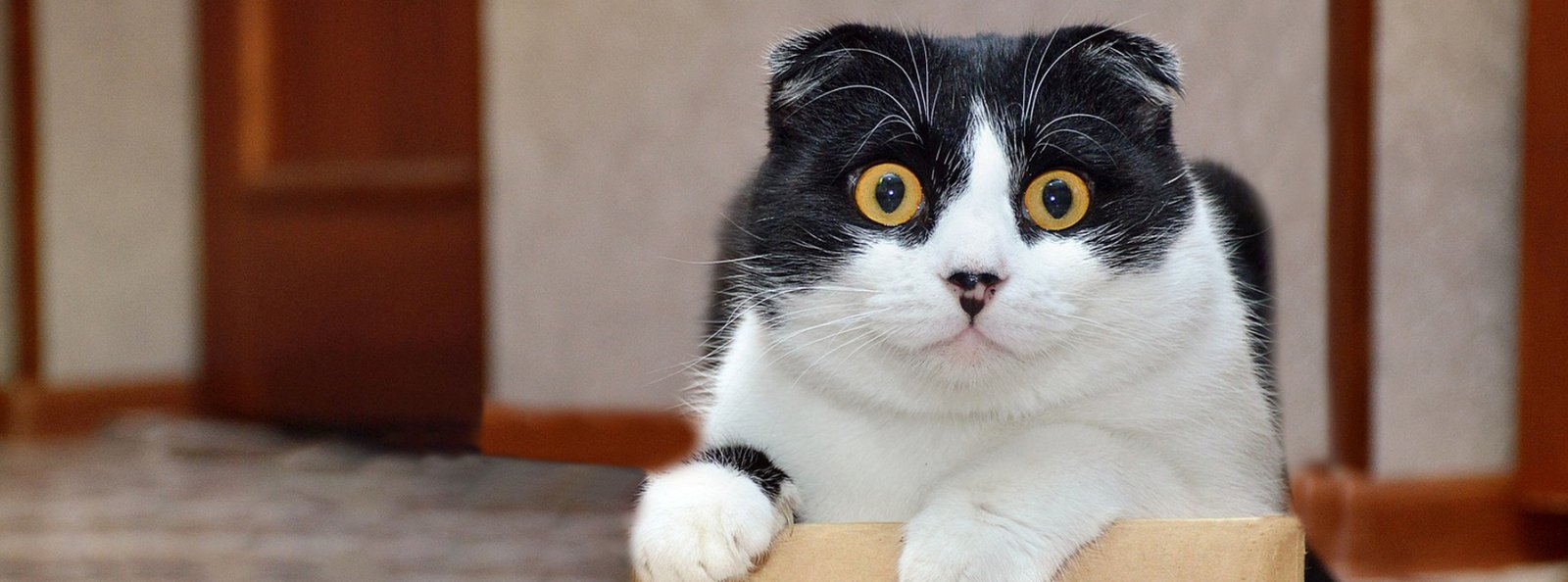 A wide-eyed black and white cat peering over the edge of a cardboard box, symbolizing curiosity and the surprising delight of a fresh-smelling litter box thanks to our deodorizer powder.