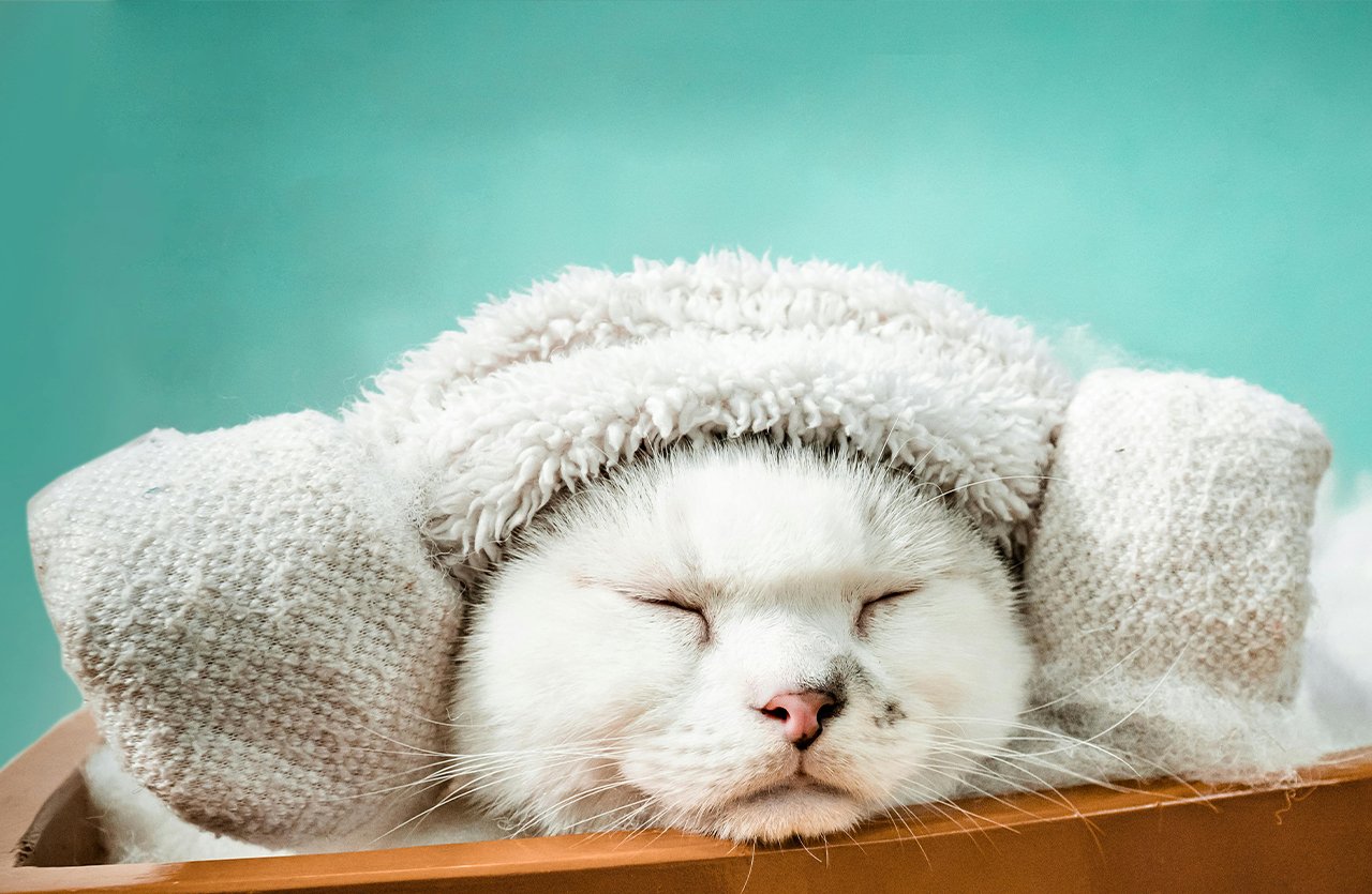 A close-up image of a pet covered in foam, using Pets Republic Anti-Stress & Calming Tearless Shampoo, with its face blurred out to focus on the product’s effect