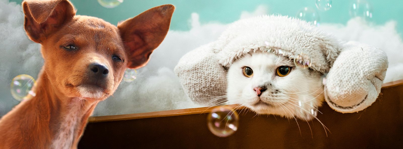 A serene dog and a cat with its head through a towel, surrounded by bubbles, representing the gentle and soothing experience of using tearless premium pet shampoo.