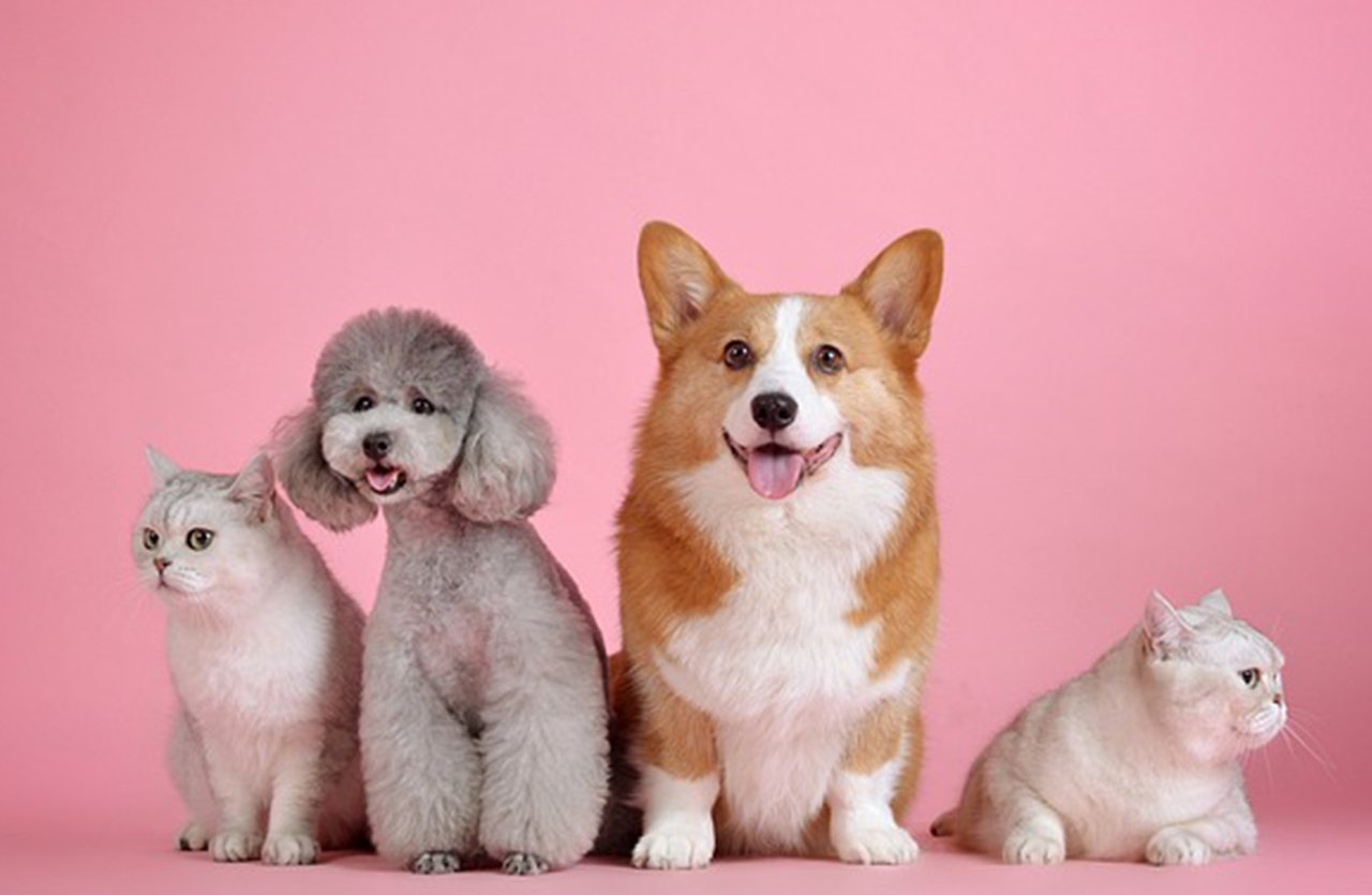 A diverse group of pets, including a Corgi dog, two cats, and a rabbit sitting against a pink background. The animals appear clean and well-groomed, exemplifying the effectiveness of the pet care formula suitable for all breeds and sizes.