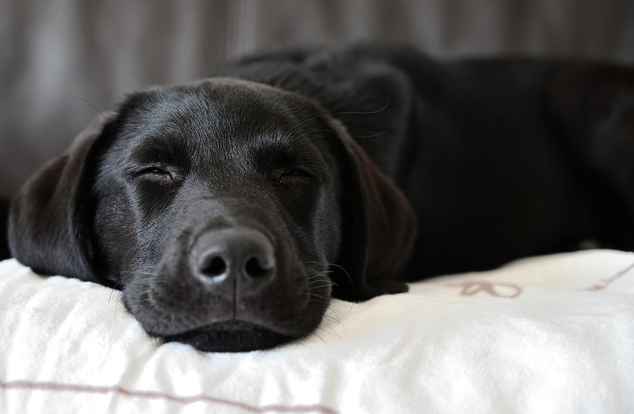 A serene black dog with a shiny coat resting peacefully on a white cushion, exemplifying the gentle and effective care provided by Pets Republic Black & Dark Coat Tearless Shampoo