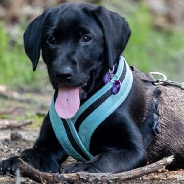 Black puppy wearing a Gooby Escape Free Comfort X One Harness in teal color, lying on the ground with a stick, tongue out.