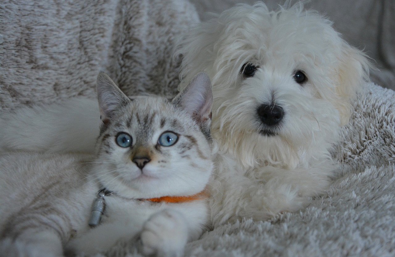 A cat with striking blue eyes and an orange collar lies serenely next to a fluffy white dog. Their companionship embodies the perfect balance of freshness and cleanliness, suitable for both dogs and cats