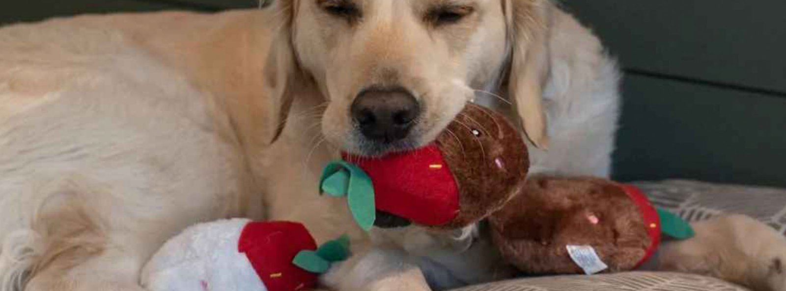 A light-furred dog lying down with a plush strawberry toy, embodying the love for strawberries.