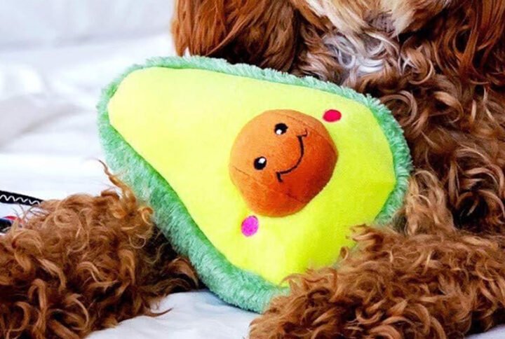 Plush avocado-shaped dog toy with a happy face, nestled between the paws of a fluffy brown dog on a white background