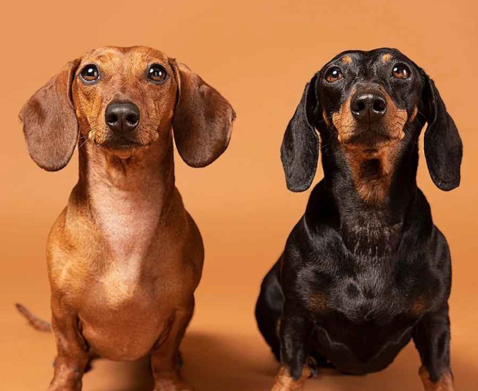 Two dachshund dogs, one with a light brown coat and the other with a black and tan coat, sitting side by side against a neutral-toned background, representing the variety of pets catered to by our store