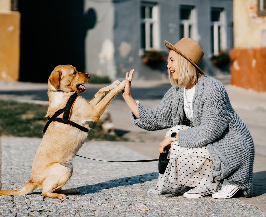 A person in a straw hat and grey cardigan giving a high-five to a golden retriever wearing a harness on a sunny day, promoting interaction between pet owners on our Instagram community.