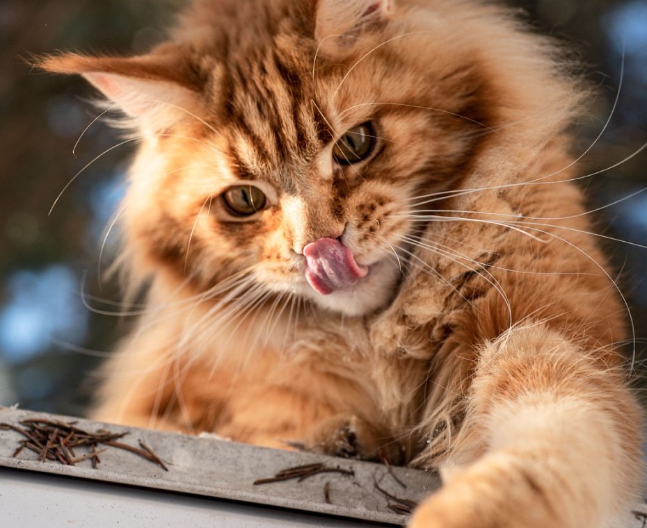 Close-up of a playful orange tabby cat with prominent fluffy fur, lying on a wooden surface and licking its nose with a pink tongue, surrounded by pine needles, symbolizing the warmth and friendliness pets bring to homes