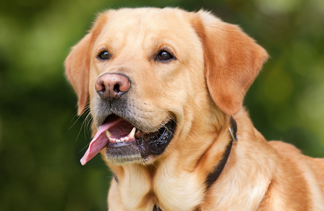 A playful dog with a shiny coat, symbolizing the ease and joy of using the all-in-one body wash sponge for pets.