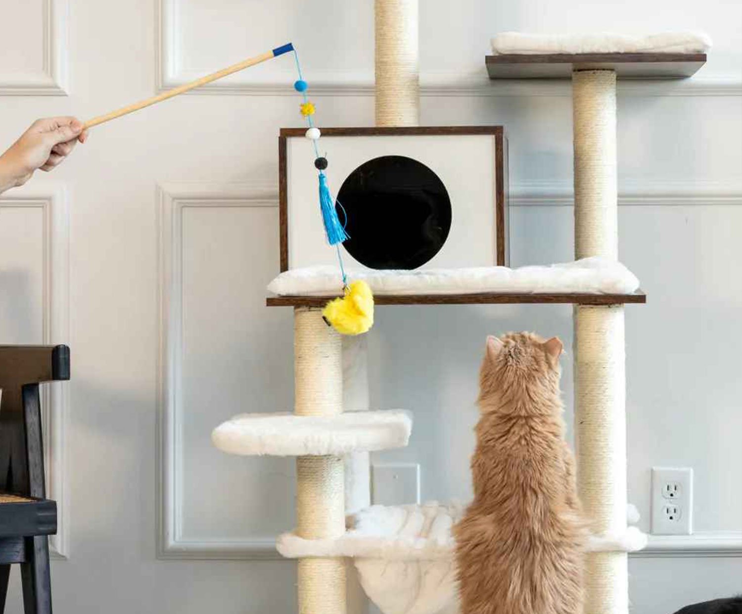 A light brown cat stands on its hind legs, reaching for a blue and yellow toy dangled by a human hand, next to a multi-level cat tree with a cozy cubby