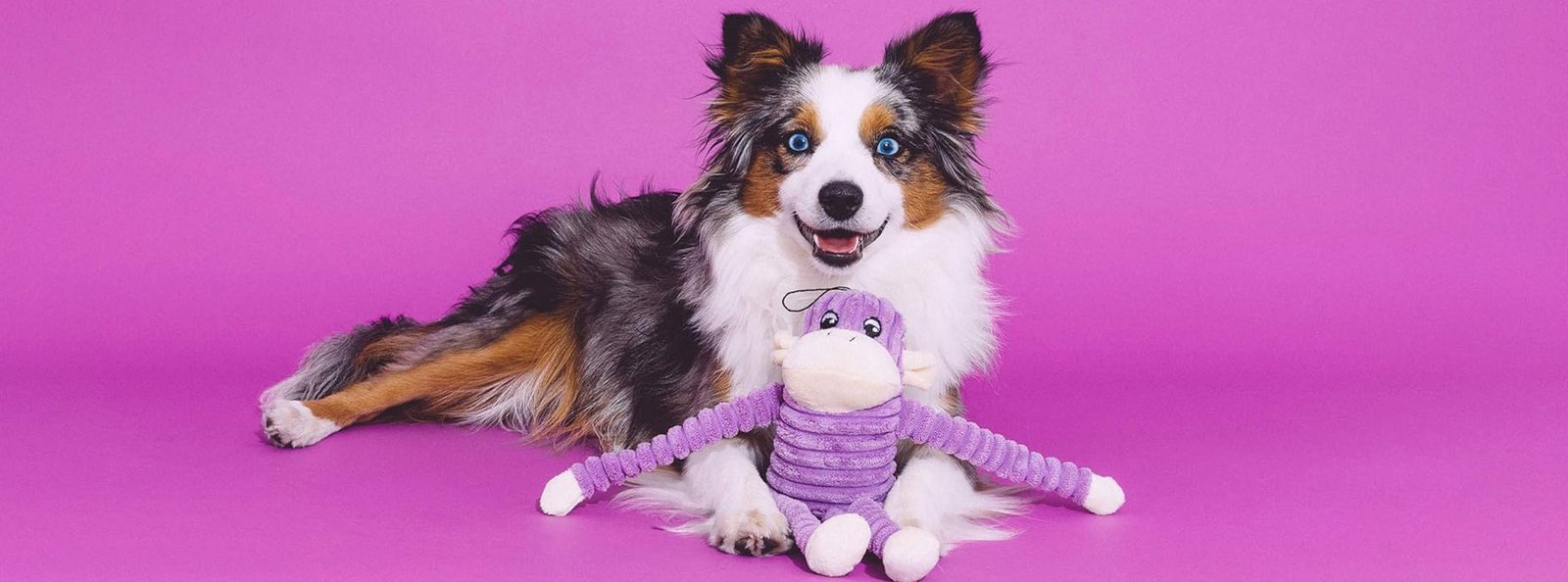 Happy Australian Shepherd dog with multicolored coat lying next to a purple plush toy on a vibrant pink background