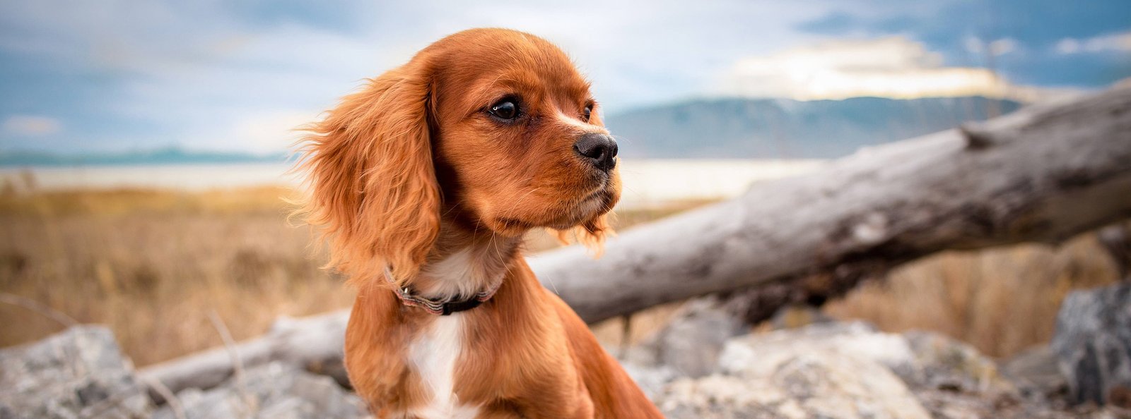 A serene Cavalier King Charles Spaniel with a glossy coat sitting outdoors, symbolizing the benefits of the Healthy Glow hair serum for pets