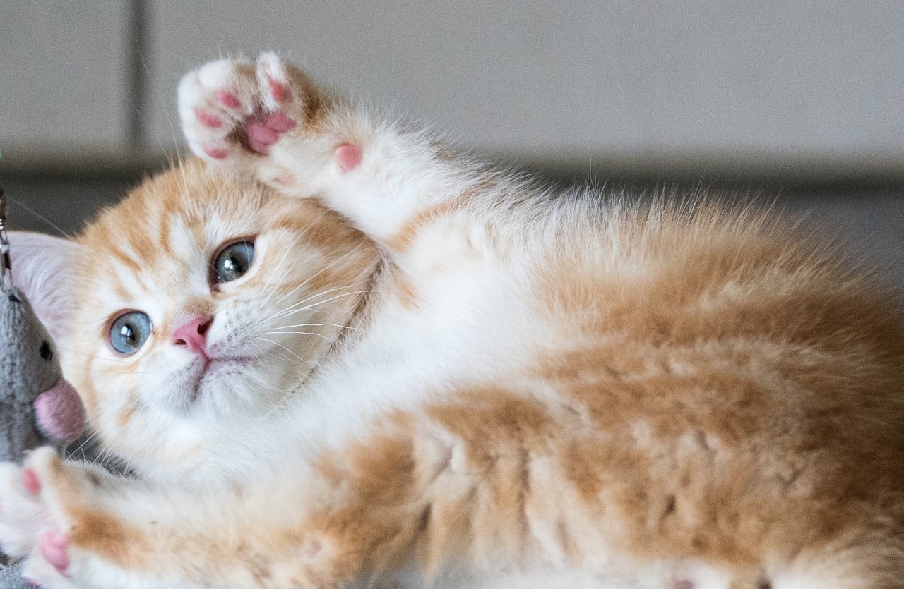 A playful kitten proudly displays its clean paws, symbolizing the gentle and effective care provided by our paw cleaning foam