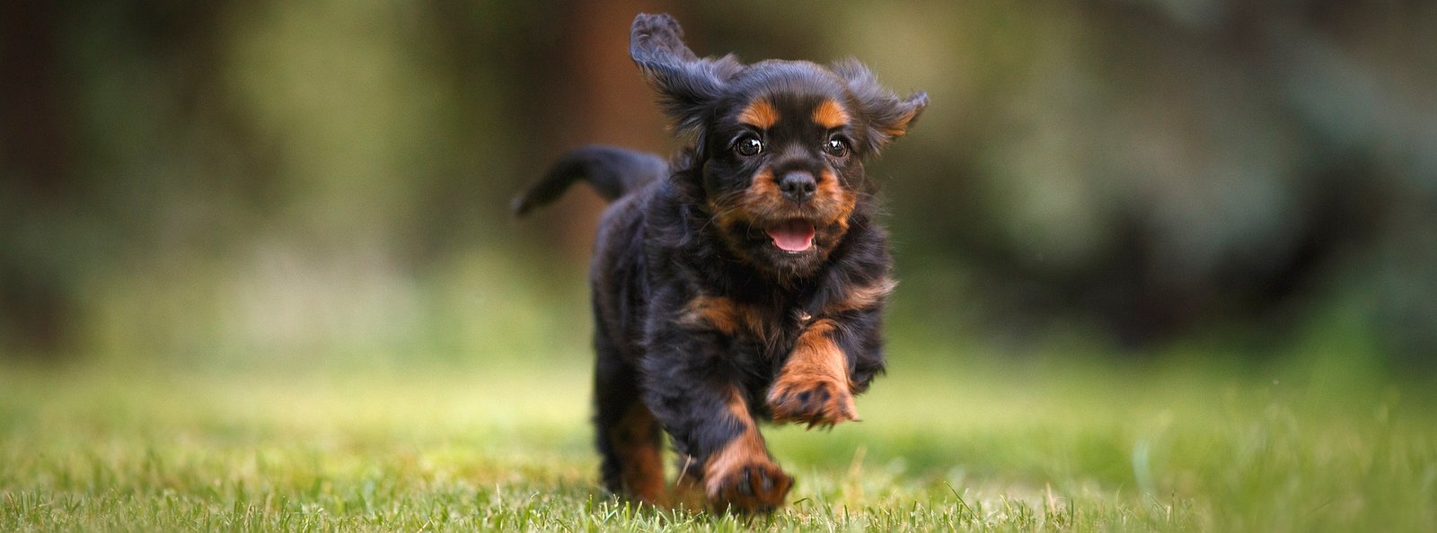 A joyful black and tan puppy with fluffy fur running energetically across a vibrant green lawn, embodying the freshness and cleanliness that dry foam shampoo provides, without the need for water.