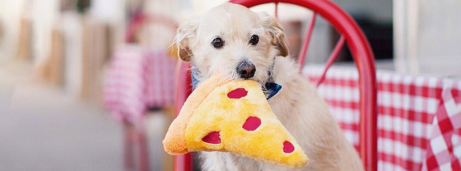 A light-furred dog holding a slice of toy pizza in its mouth, sitting in front of a red chair and a table with a checkered tablecloth