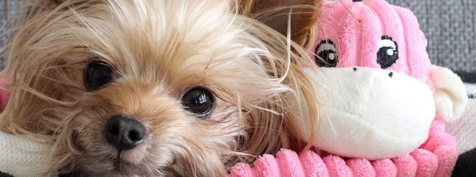 A fluffy tan puppy with bright, expressive eyes snuggled up to the pink spencer crinkle monkey toy.