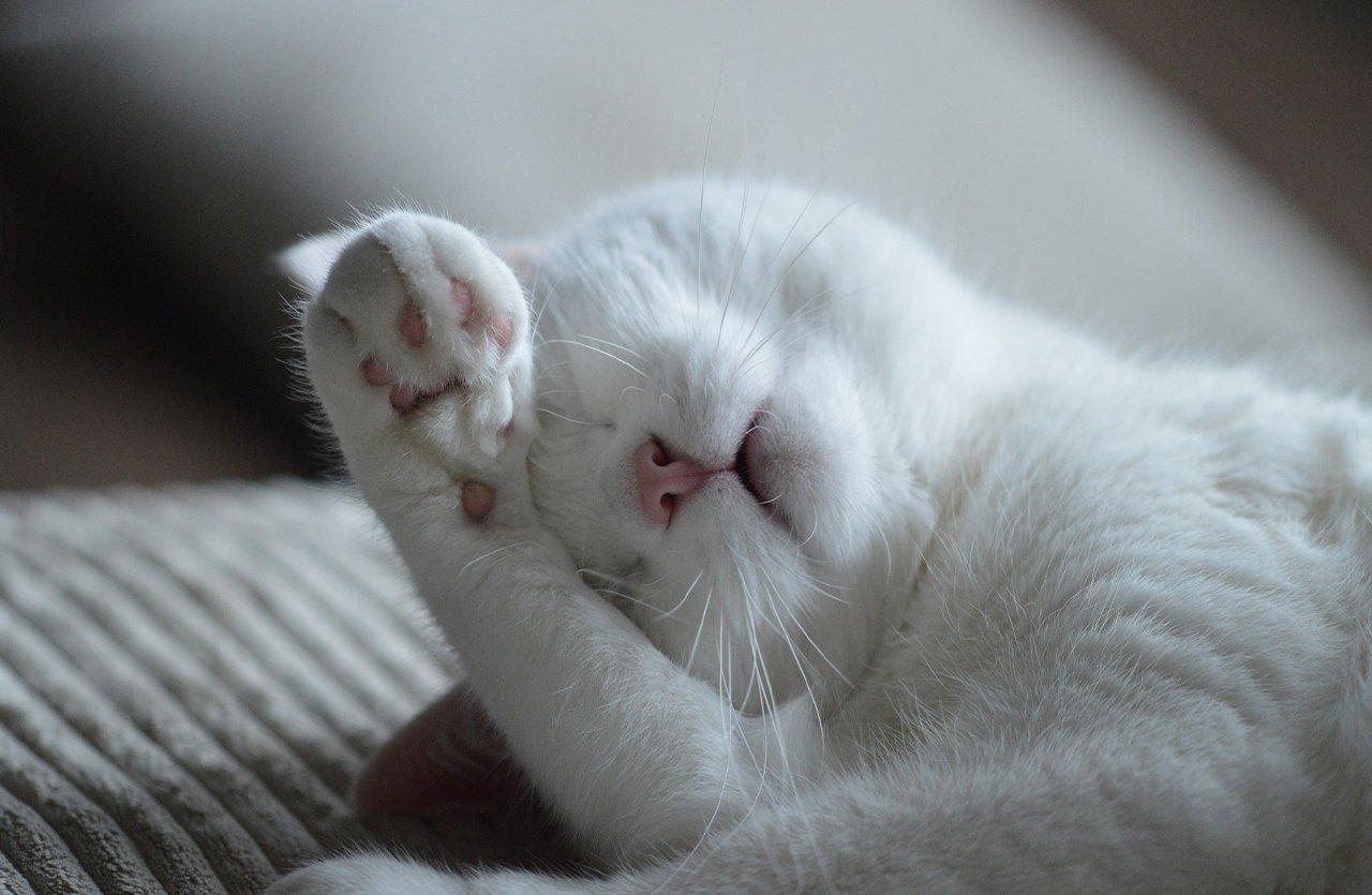 A white cat lying on its back with one paw playfully covering its face, showcasing a soft, shiny coat that reflects the benefits of our nourishing pet serum