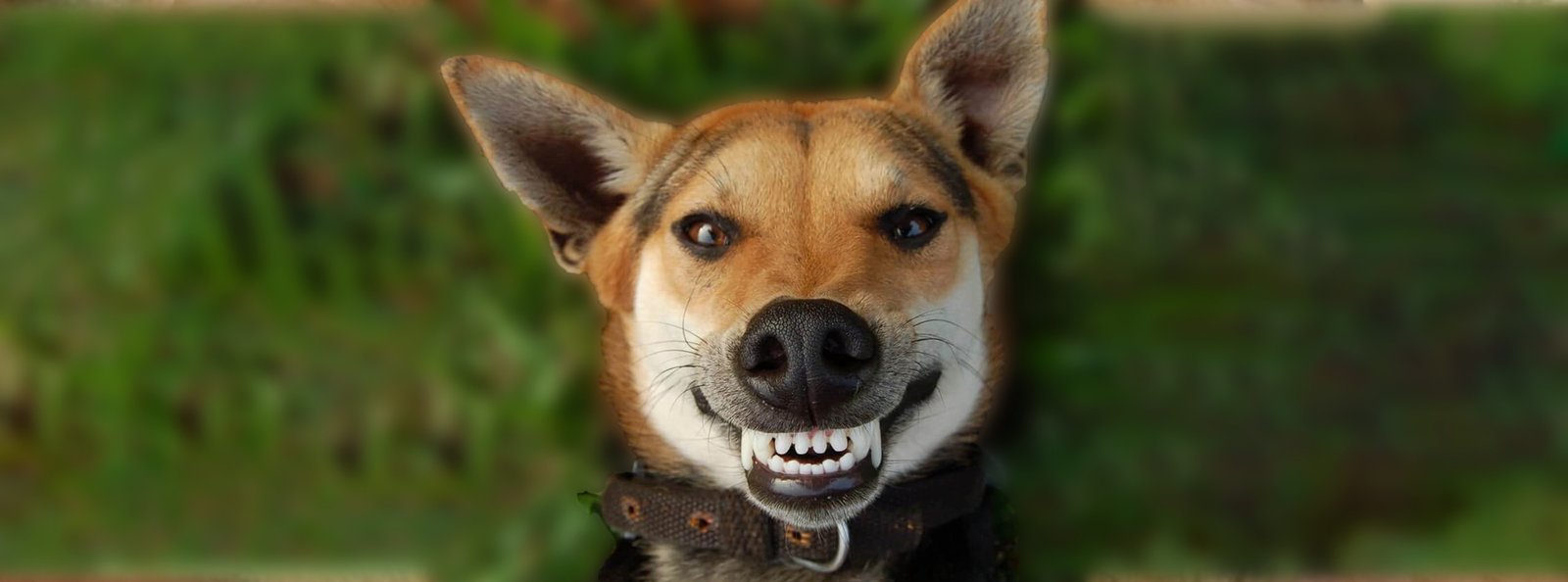 A joyful dog showing off clean teeth, after using the pet-friendly Teeth Cleaner Oral Spray