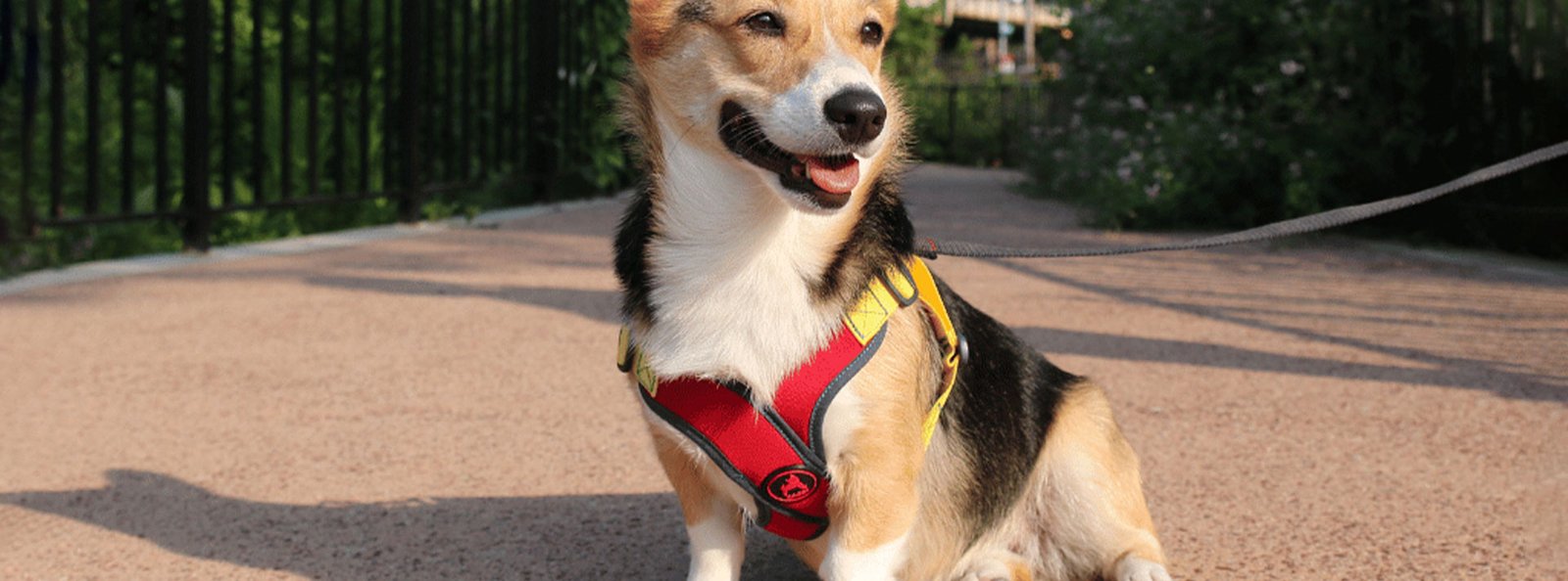 A happy dog wearing a secure, red and black harness sits on a pathway, showcasing the reliable design that prevents escape.