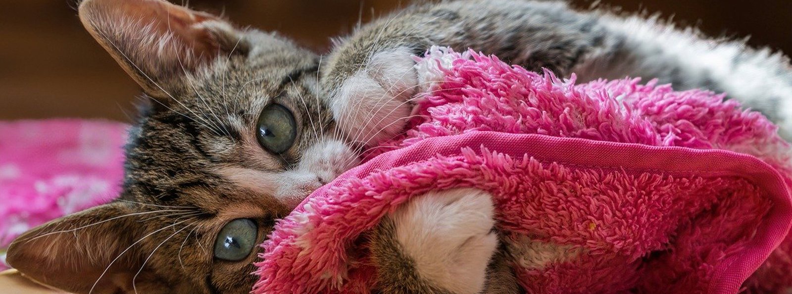 A playful kitten cuddles with a pink, fluffy bath sponge, symbolizing the ease and joy of using the all-in-one body wash sponge for pets