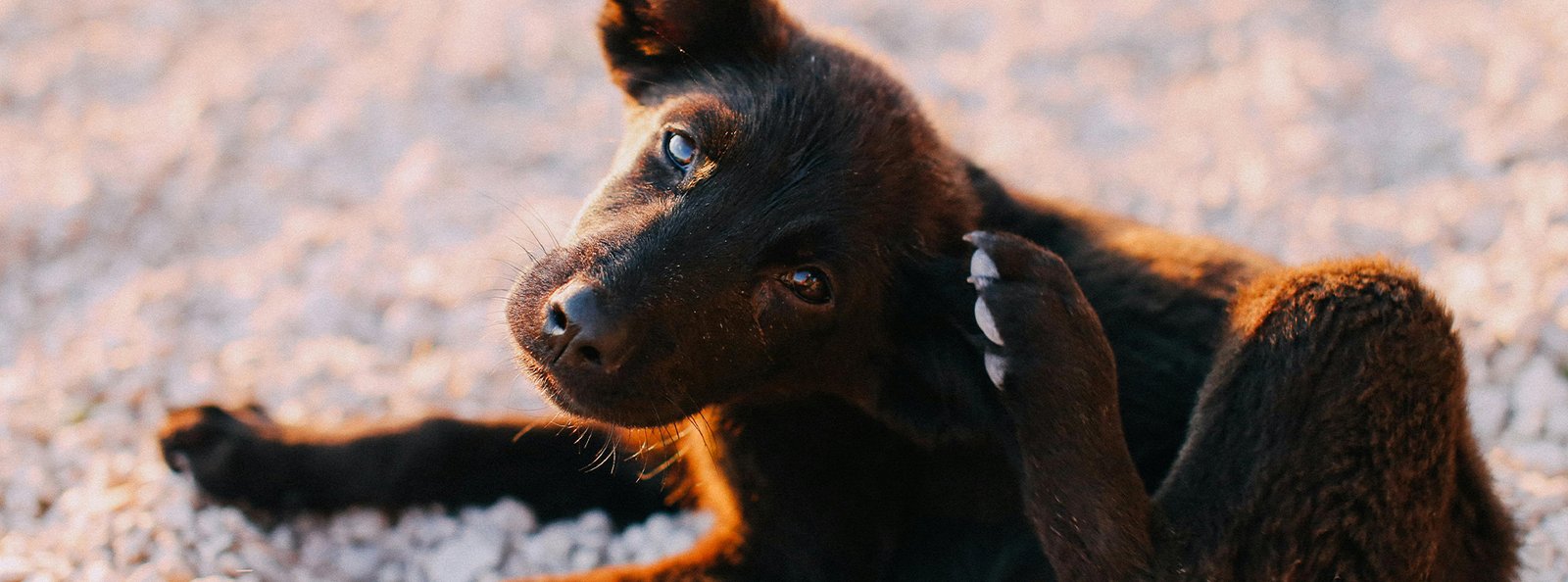 A black dog with a shiny coat scratching behind its ear, looking relieved and content, symbolizing the effectiveness of our anti-dandruff pet shampoo that also conditions, detangles, and moisturizes