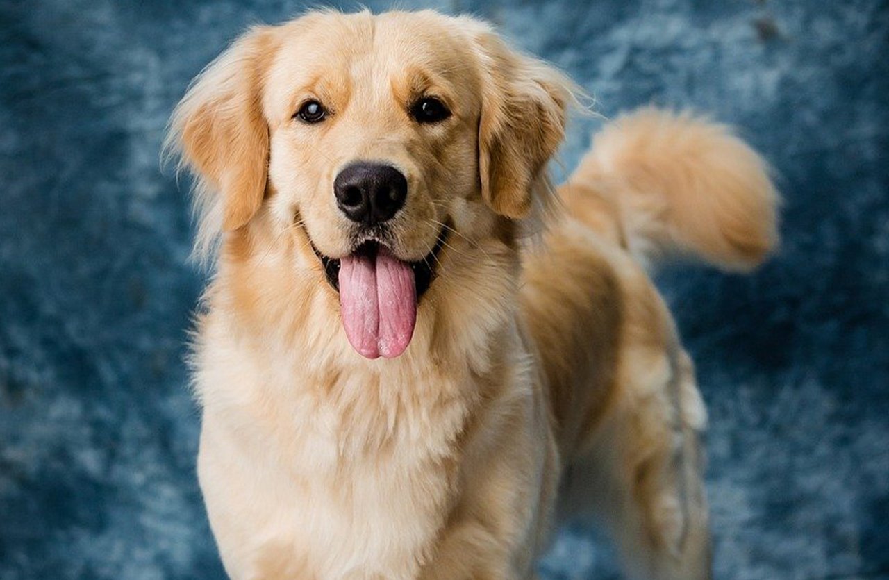 A happy golden retriever with a shiny, well-groomed coat stands against a blue textured background, embodying the benefits of the all-in-one shampoo described in the section.