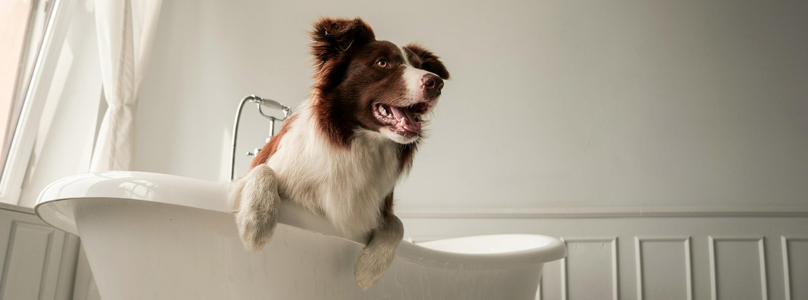 A dog enjoying a bath in a white tub, representing the all-in-one benefits of a 5 in 1 pet shampoo with coconut oil.