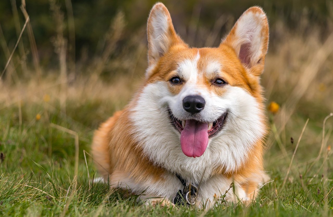 A joyful corgi with a bright smile, showcasing clean teeth after using the Ultra Fresh Up Mouth Spray.