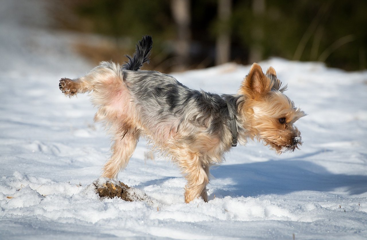 A determined puppy sniffing the snowy ground, undeterred by the cold, after using our Puppy Trainer Spray—proof of effective potty training.