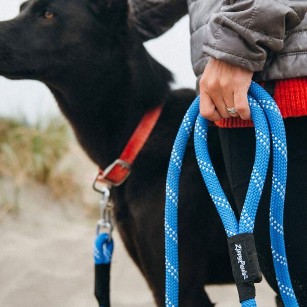 A black dog wearing a red collar is being held on a blue ZippyPaws Climbers leash by a person in a grey jacket, showcasing the leash’s durability and length