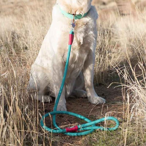 Dog sitting with a green leash attached to its collar, outdoor setting with dry grass