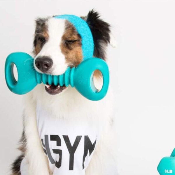 Dog wearing a headband and shirt with “GYM” text, holding a turquoise ZippyTuff Dumbbell squeaker toy