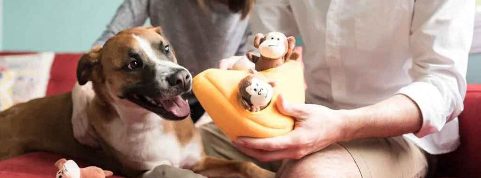 Brown and white dog eagerly looking at a banana-shaped dog toy with plush monkeys