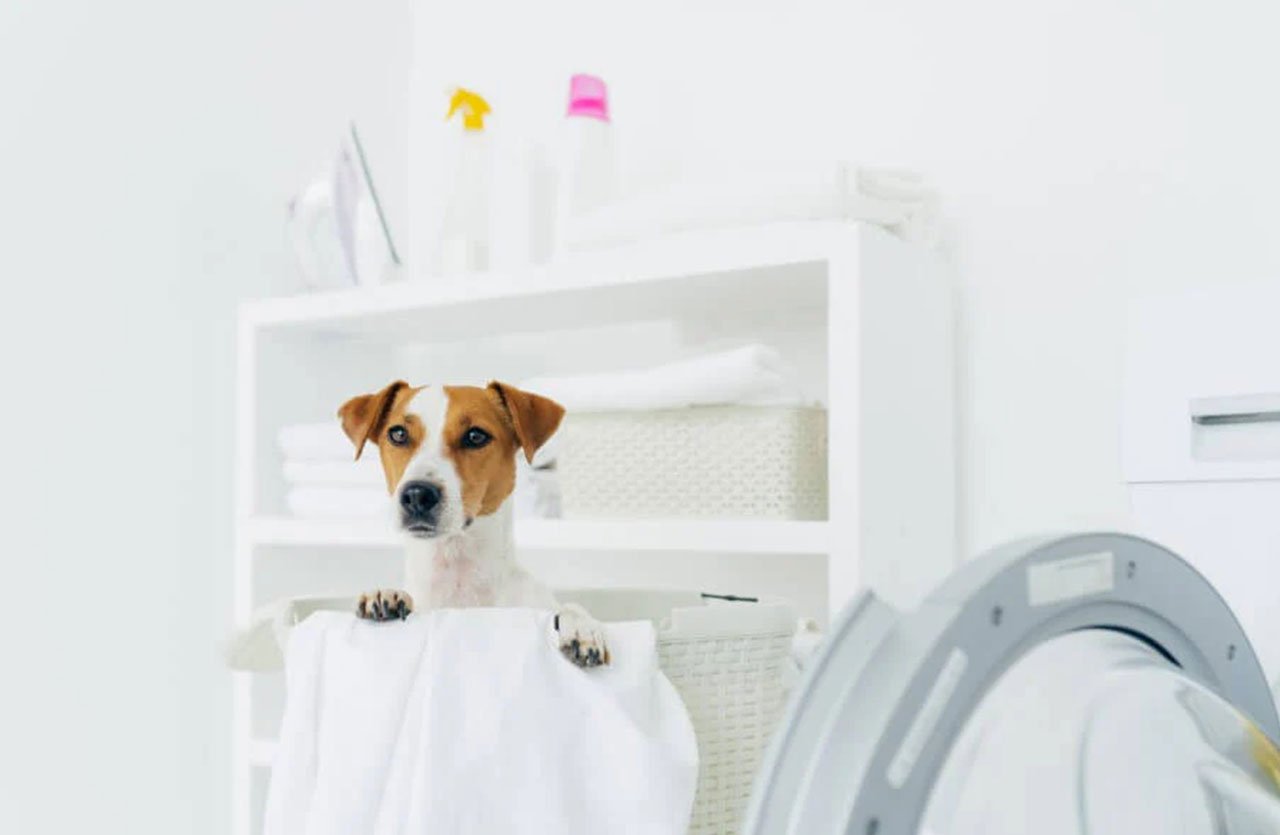 A white and brown dog standing behind a laundry basket with its front paws on the edge, with a washing machine and shelves in the background.