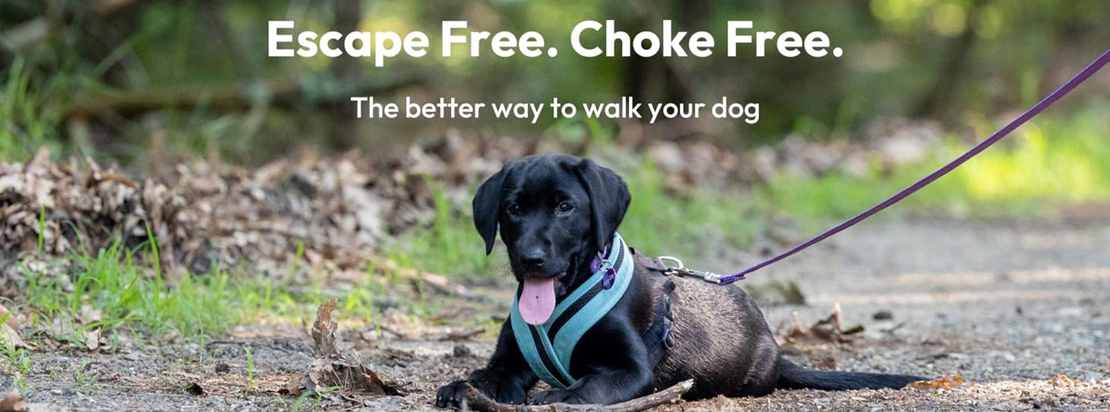 A black dog wearing a secure, non-restrictive harness sits calmly on a forest path, embodying the ‘Escape Free. Choke Free.’ experience